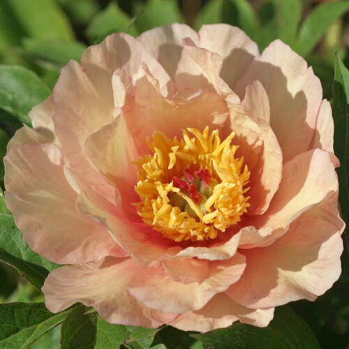 18. ITOH peonijas 'Sonoma Welcome' 3/5 pumpuru sakne